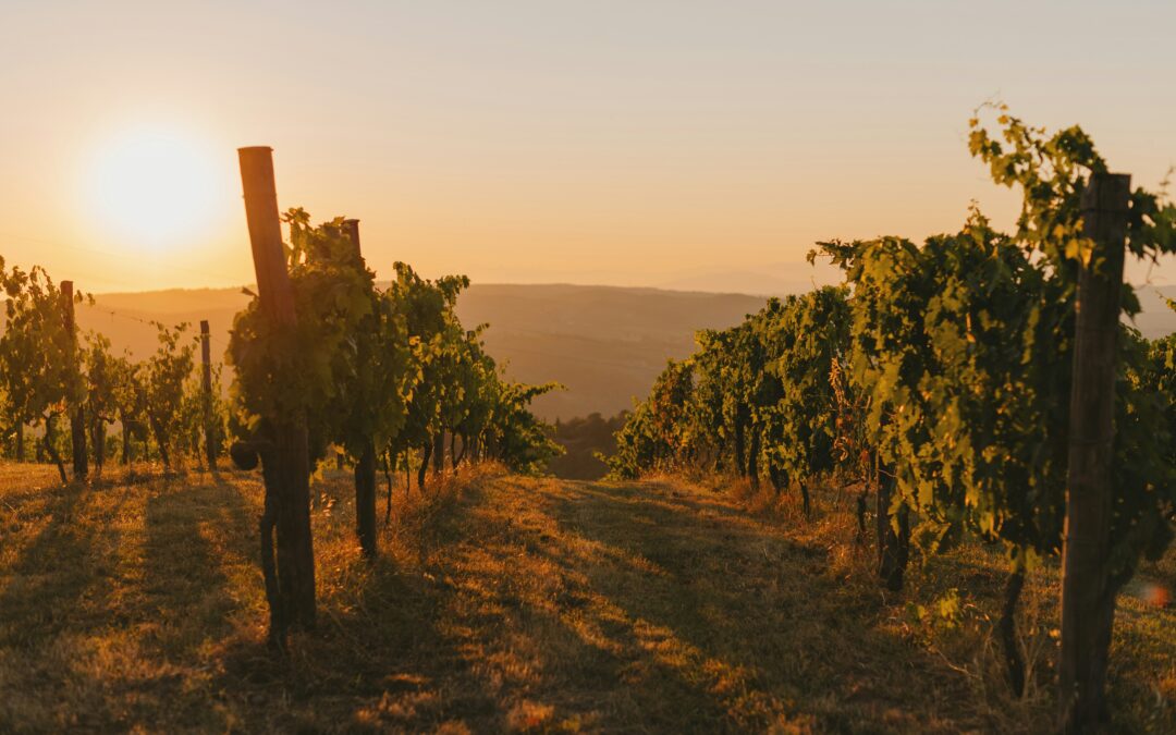 Clos Cantenac (Charlotte Krajewski) – Elegance Rose