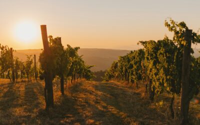 Clos Cantenac (Charlotte Krajewski) – Elegance Rose