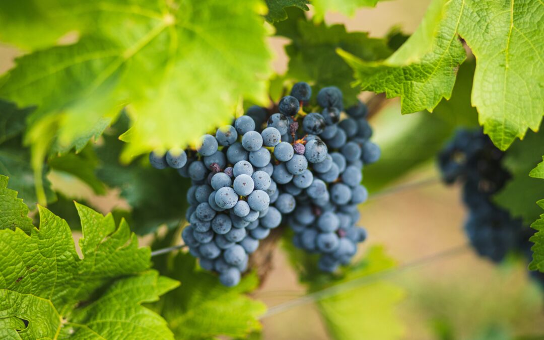 Chateau Montdoyen – Un point, c’est tout! Rose