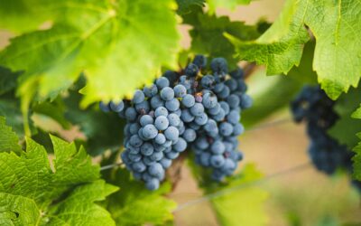 Chateau Montdoyen – Un point, c’est tout! Rose