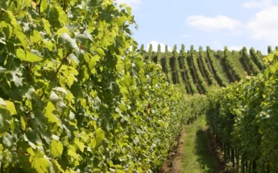 Les Barrabans – Les Barrabans Rose comme cochon