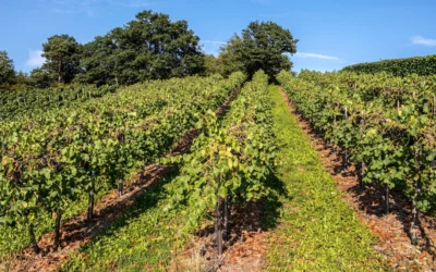 Chateau Miraval – Studio by Miraval Rose