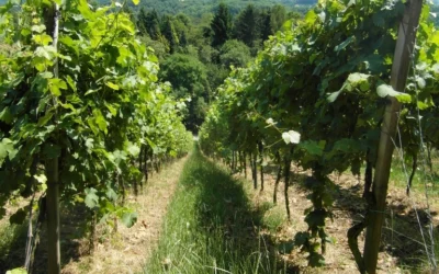 Aime Roquesante – Aime Roquesante Rose