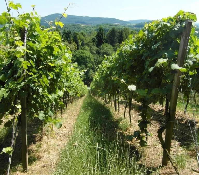 Aime Roquesante – Aime Roquesante Rose