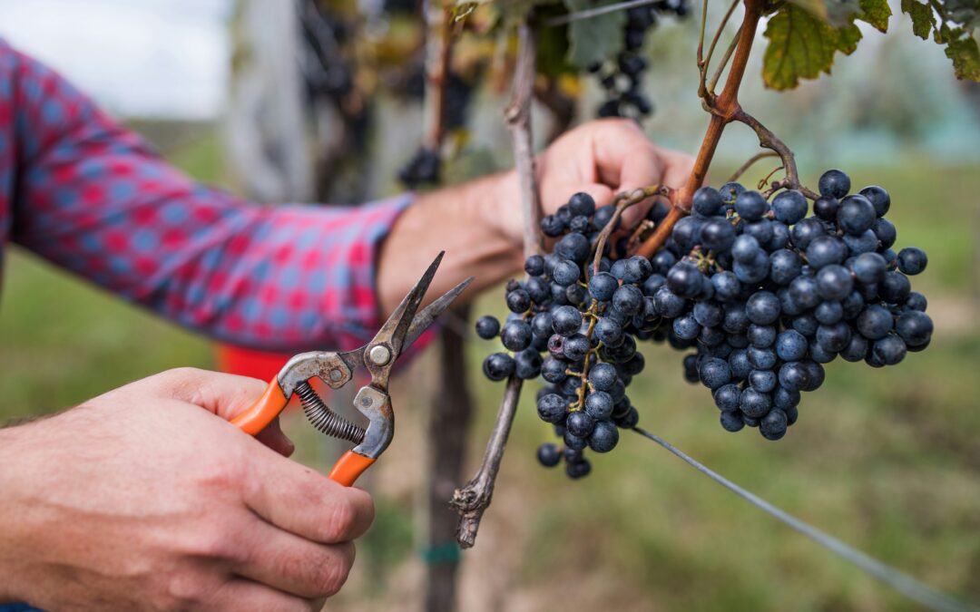 Purato – Purato Rose Terre Siciliane