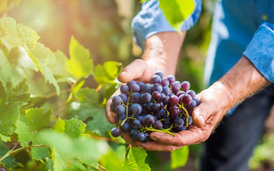 A Chic Rose Wine – A Chic Rose Wine