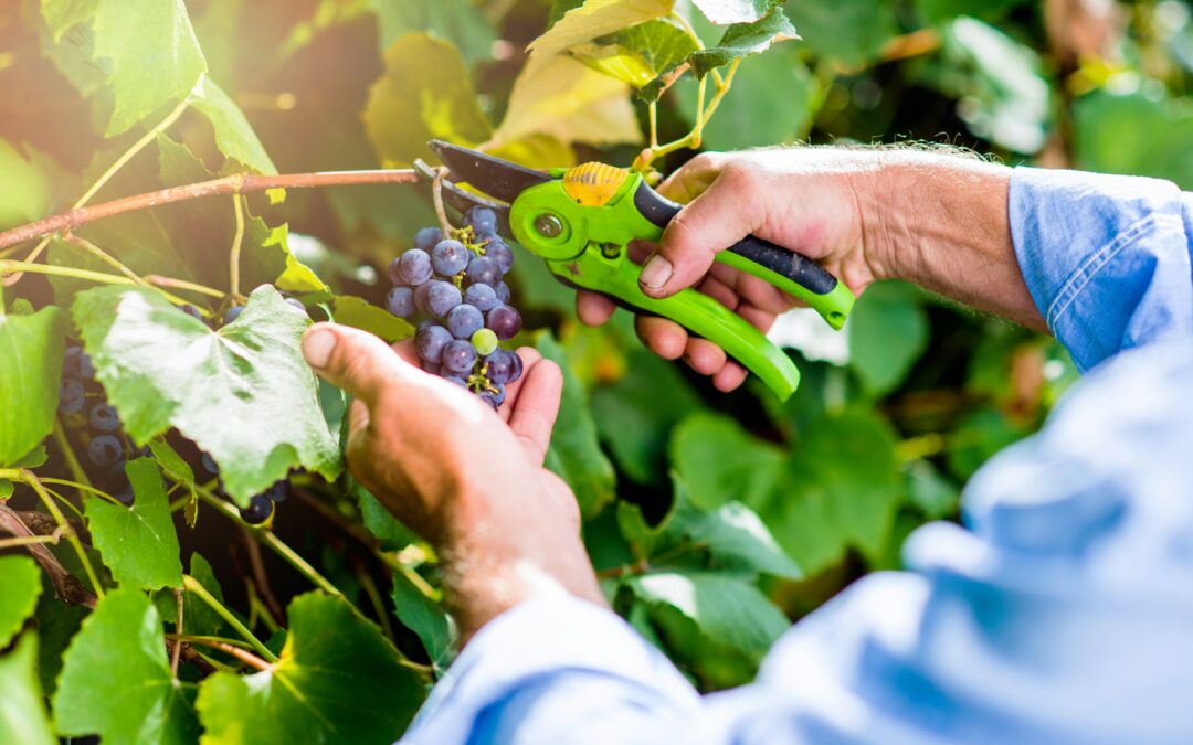 Co-op – Fairtrade Shiraz Rose