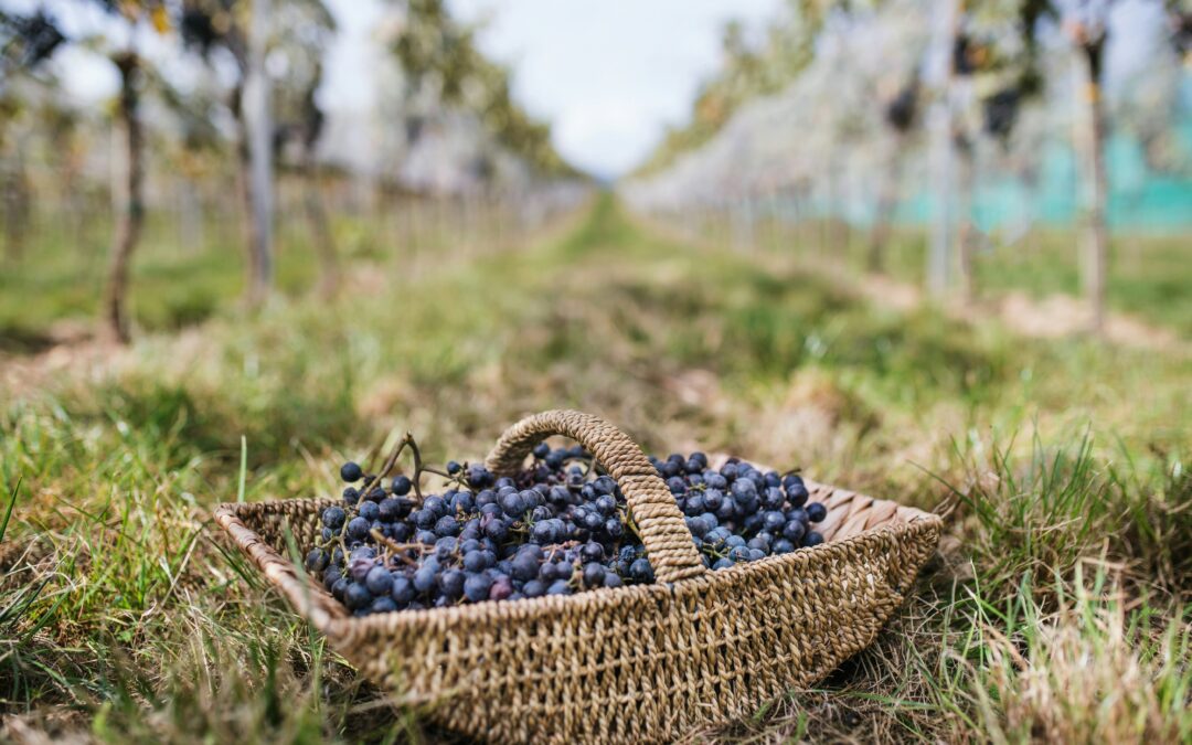 Chateau d’Esclans – The Palm Rose