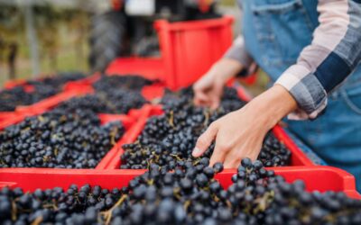 Chateau Prieure d’Appelles – Bordeaux Rose