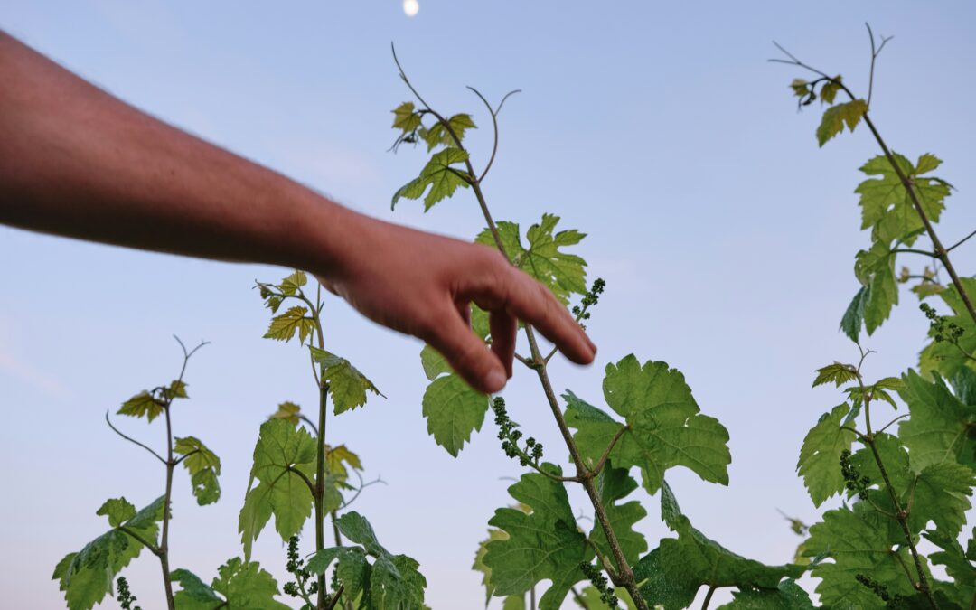 Vignobles Borie – Les Hauts de Sainte Innocence Rose