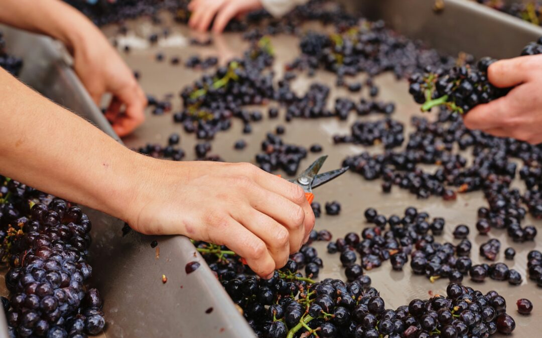 Vinca – Vinca Organic Pale Rose