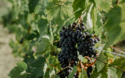 Wyfold Vineyard (Barbara Laithwaite) – Wyfold Vineyard Brut Rose